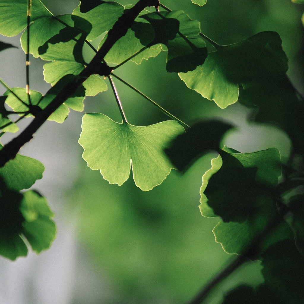 Ginkgo Biloba
